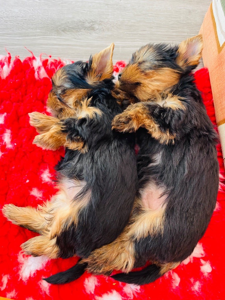 chiot Yorkshire Terrier Du Domaine Des Petits Poids