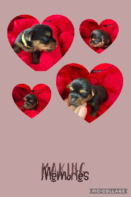 CHIOT 1 Valentino 