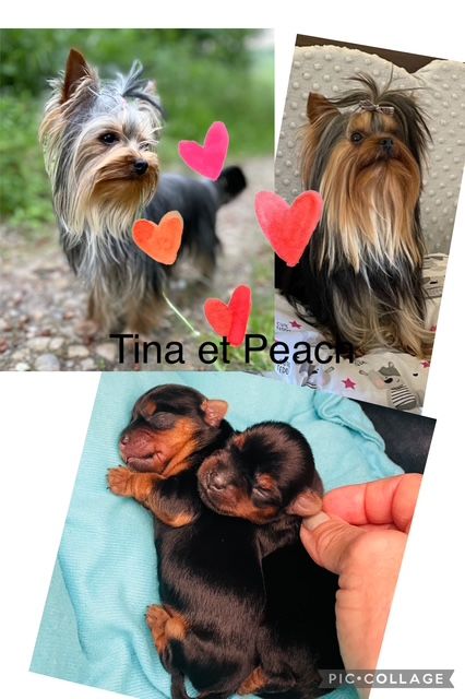 Chiot Yorkshire Terrier Du Domaine Des Petits Poids