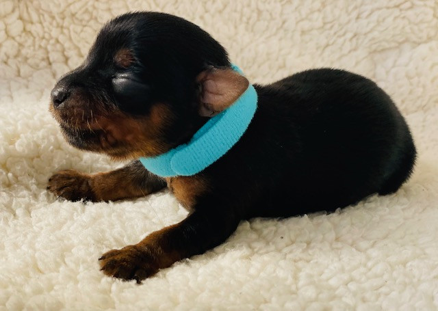 Du Domaine Des Petits Poids - Chiots disponibles - Yorkshire Terrier