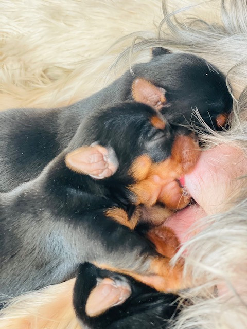 Du Domaine Des Petits Poids - Chiots disponibles - Yorkshire Terrier
