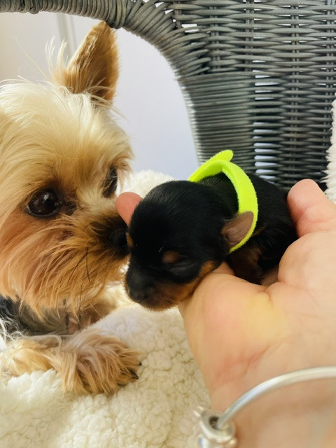 Du Domaine Des Petits Poids - Chiots disponibles - Yorkshire Terrier