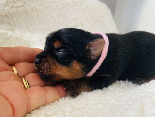Du Domaine Des Petits Poids - Chiots disponibles - Yorkshire Terrier