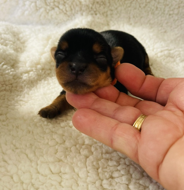 Du Domaine Des Petits Poids - Chiots disponibles - Yorkshire Terrier
