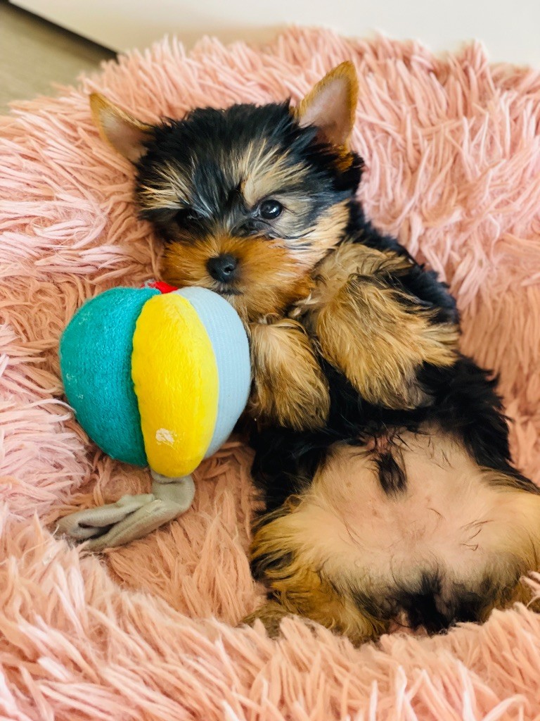 Du Domaine Des Petits Poids - Chiots disponibles - Yorkshire Terrier