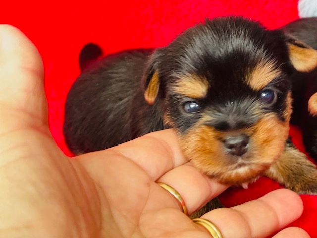 Du Domaine Des Petits Poids - Chiots disponibles - Yorkshire Terrier