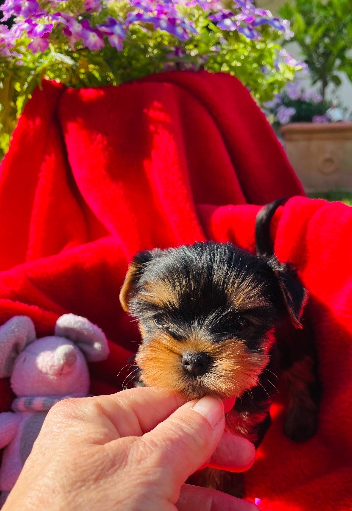 Du Domaine Des Petits Poids - Chiots disponibles - Yorkshire Terrier