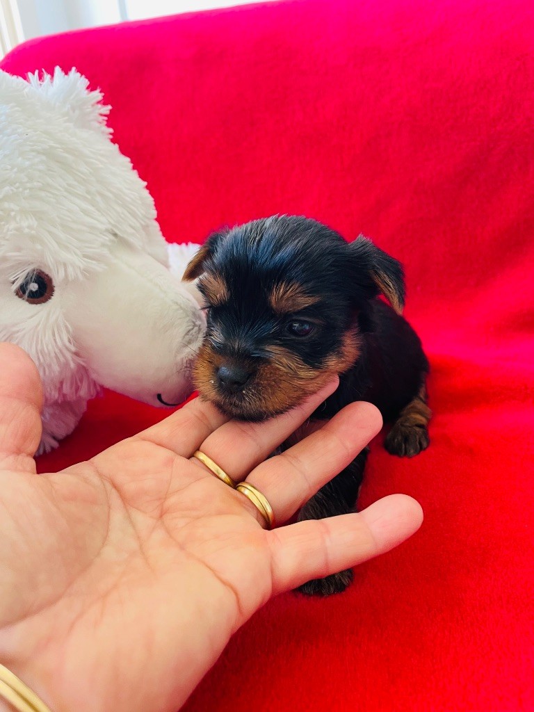 Du Domaine Des Petits Poids - Chiots disponibles - Yorkshire Terrier