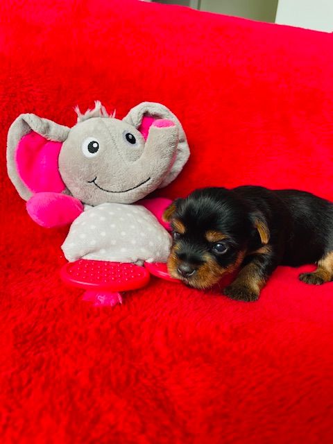 Du Domaine Des Petits Poids - Chiots disponibles - Yorkshire Terrier