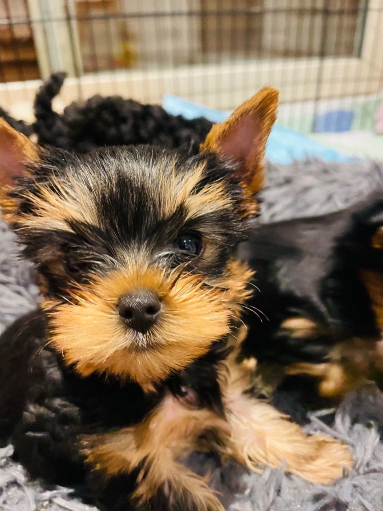 Du Domaine Des Petits Poids - Chiots disponibles - Yorkshire Terrier