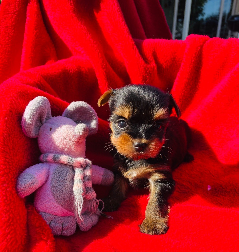 Du Domaine Des Petits Poids - Chiots disponibles - Yorkshire Terrier