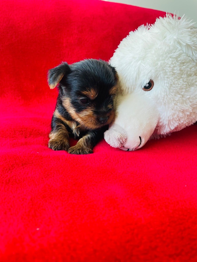 Du Domaine Des Petits Poids - Chiots disponibles - Yorkshire Terrier